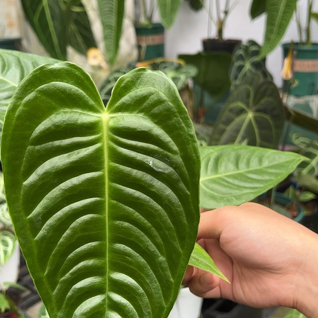 完全开放火鹤王花烛