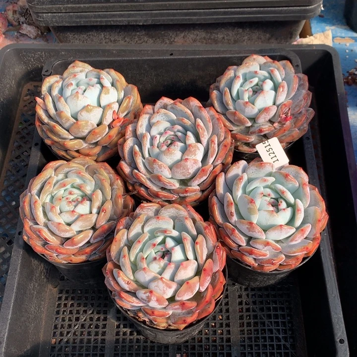 112515六个嗯嗯嗯嗯嗯嗯嗯好喜欢