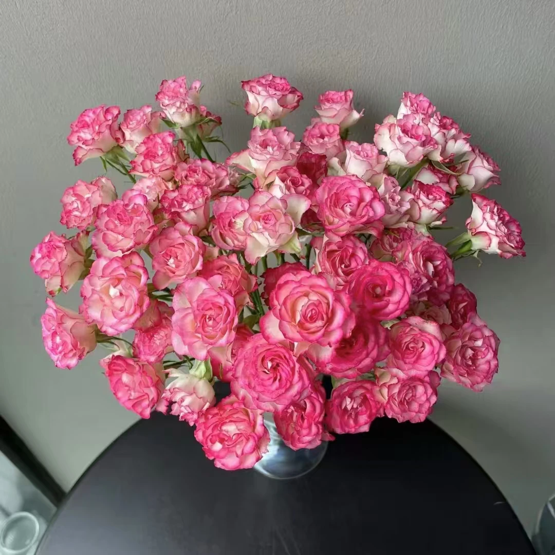 【A级妃色罗衣多头玫瑰】云南A级玫瑰70-75cm室内水养昆明直发