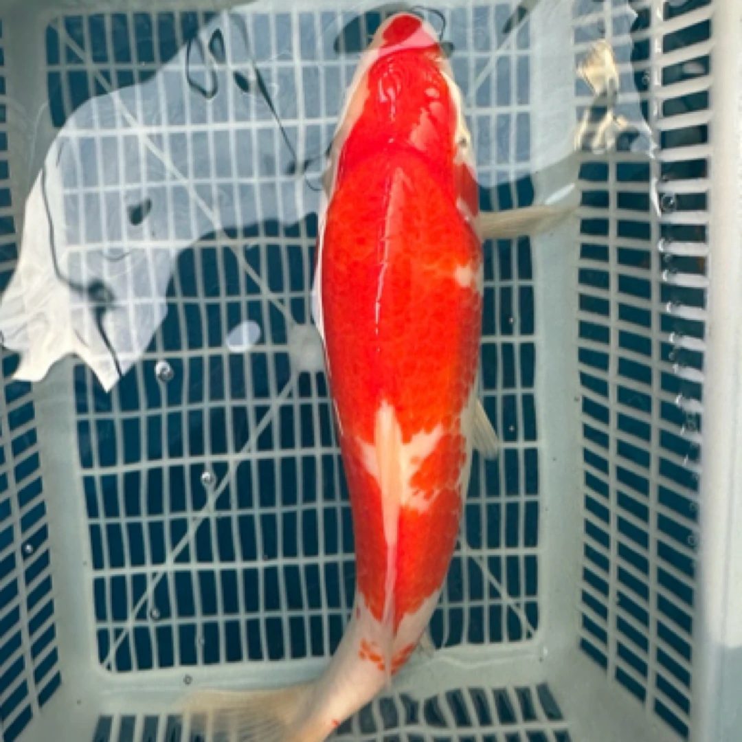 锦鲤 红白锦鲤（28-30厘米）1条，观赏鱼养殖混养