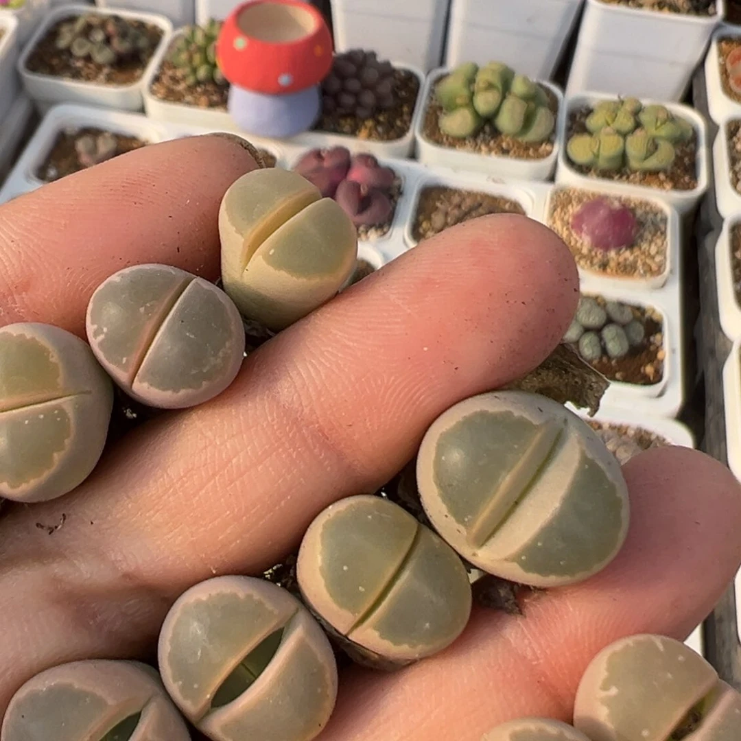 L****q18多肉植物百科知识