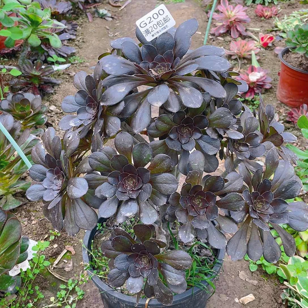 200灰原叶多肉法师