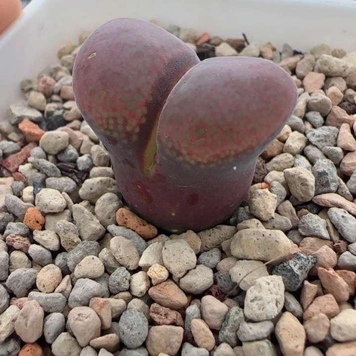 多肉植物原株母本风铃20号