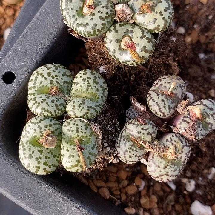 227四头安贞一群。