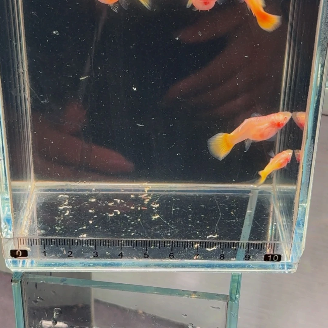 懒***户孔雀鱼懒用户的鱼