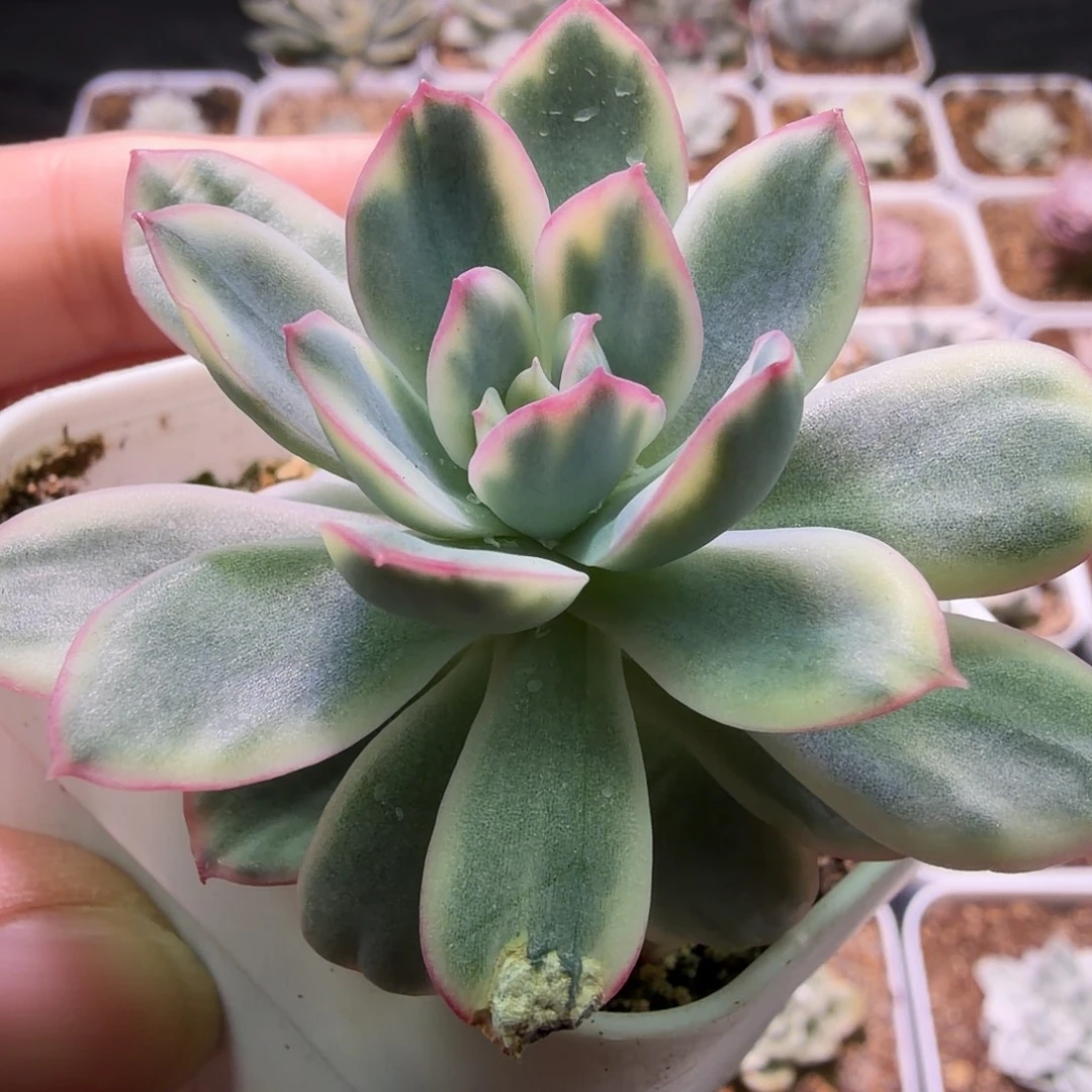 绮罗锦植物一物一拍
