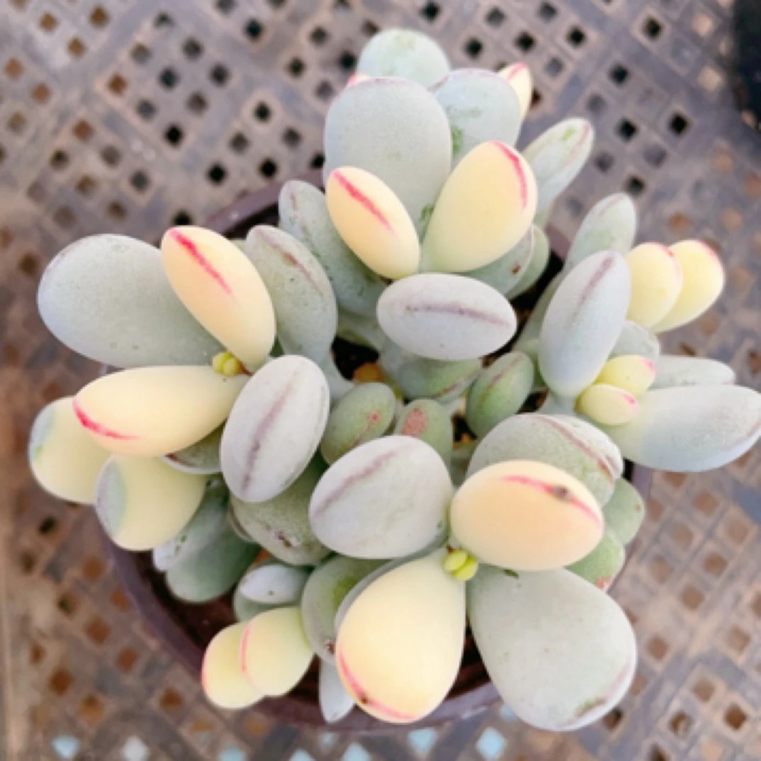 乒乓福娘彩色8cm盆群多肉植物【满9.9包邮】以直播间展示为准