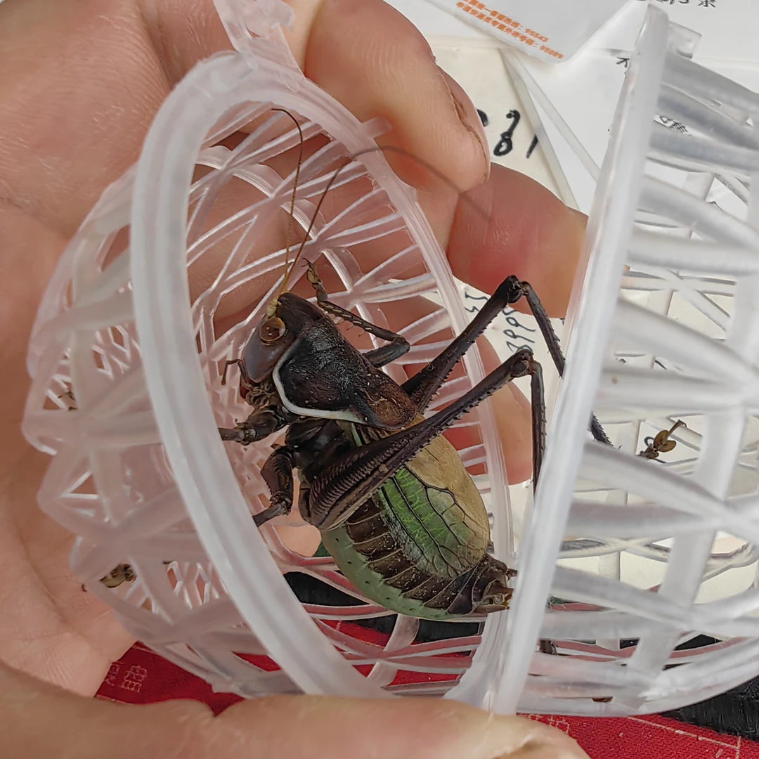 罐养蝈蝈 罐养哇家 蛙叫蝈蝈 笼养蝈蝈 蝈蝈 叫蝈蝈 精品大蝈蝈