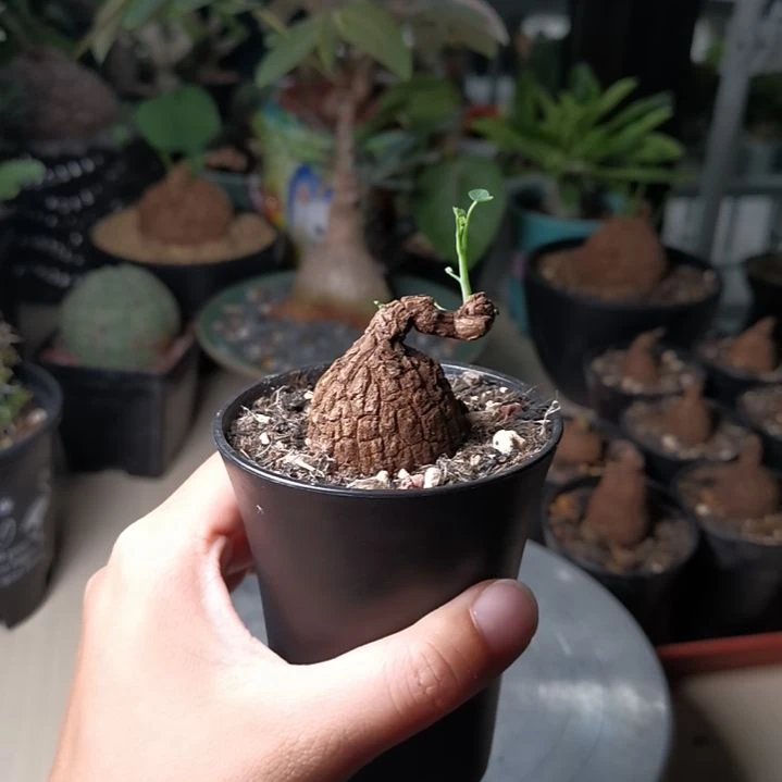 0917龙甲龟 一物一拍