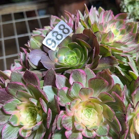 陈***娘多肉植物一个万花筒988