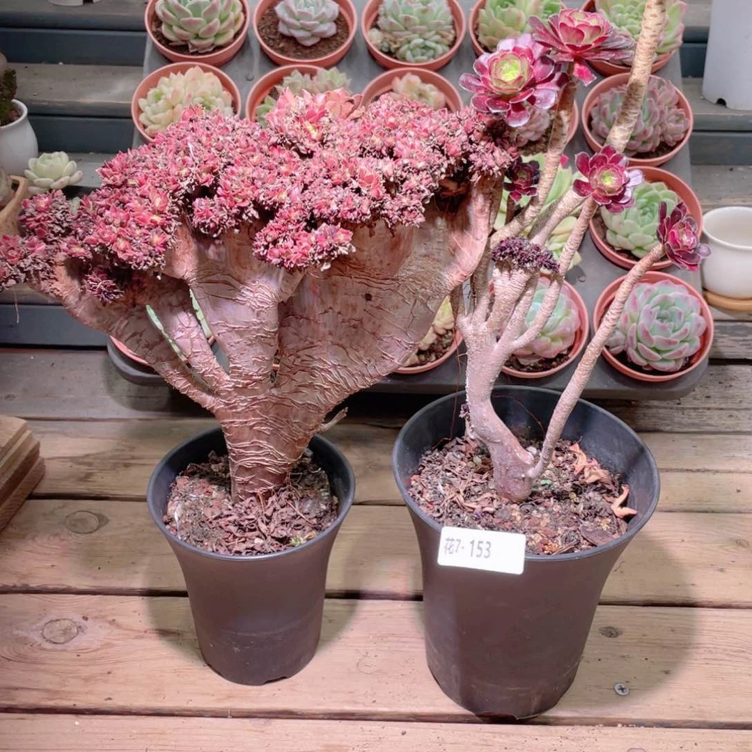 花利美7-153法师2颗