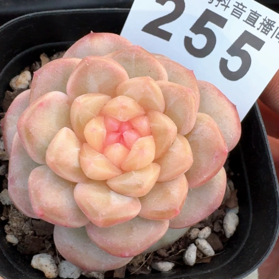 糯米珍妮         多肉植物