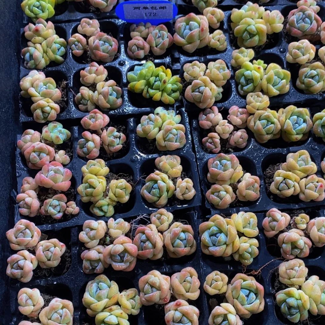 172-精品小老桩冰玉群六个