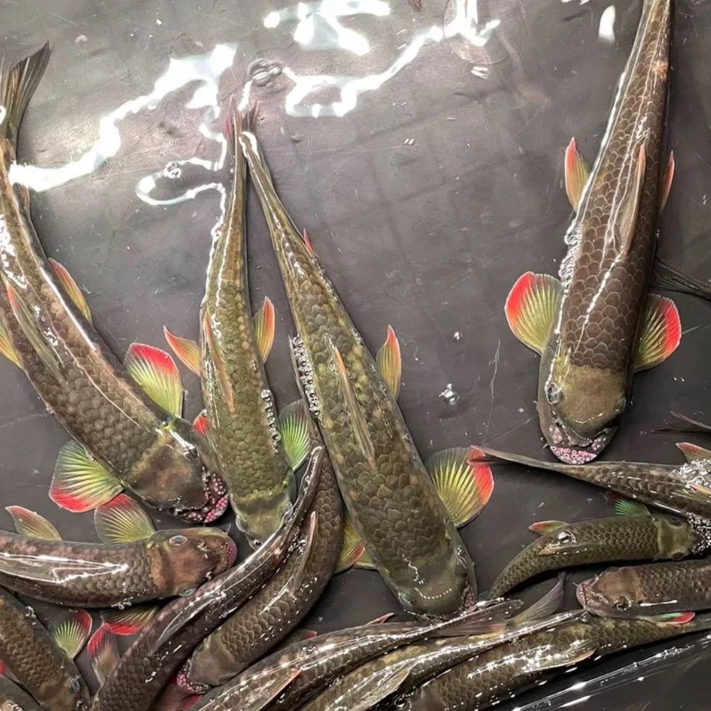 墨头鱼桥街墨头鱼清道夫工具鱼原生观赏鱼活体发货养宠装备