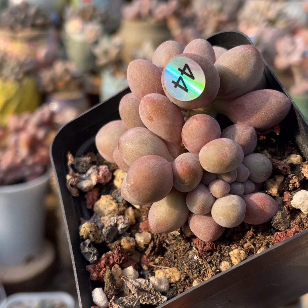 桃花奶酪缀化多肉植物