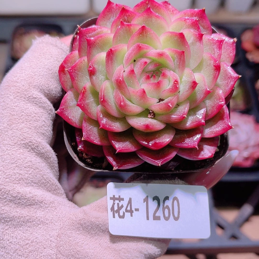 花利美4-1260云梦仙子