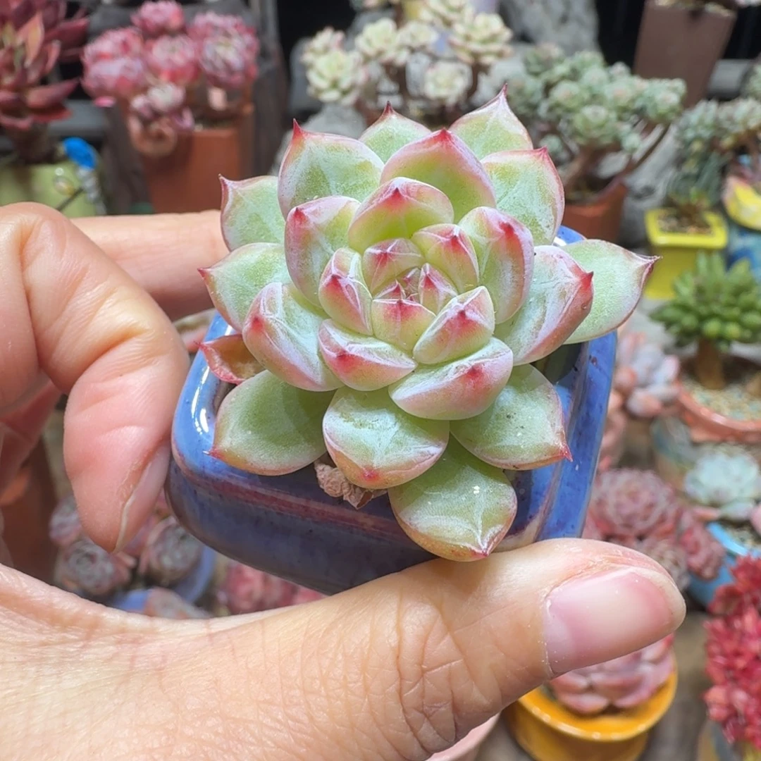 雪花珍妮 多肉含盆土 一物一拍