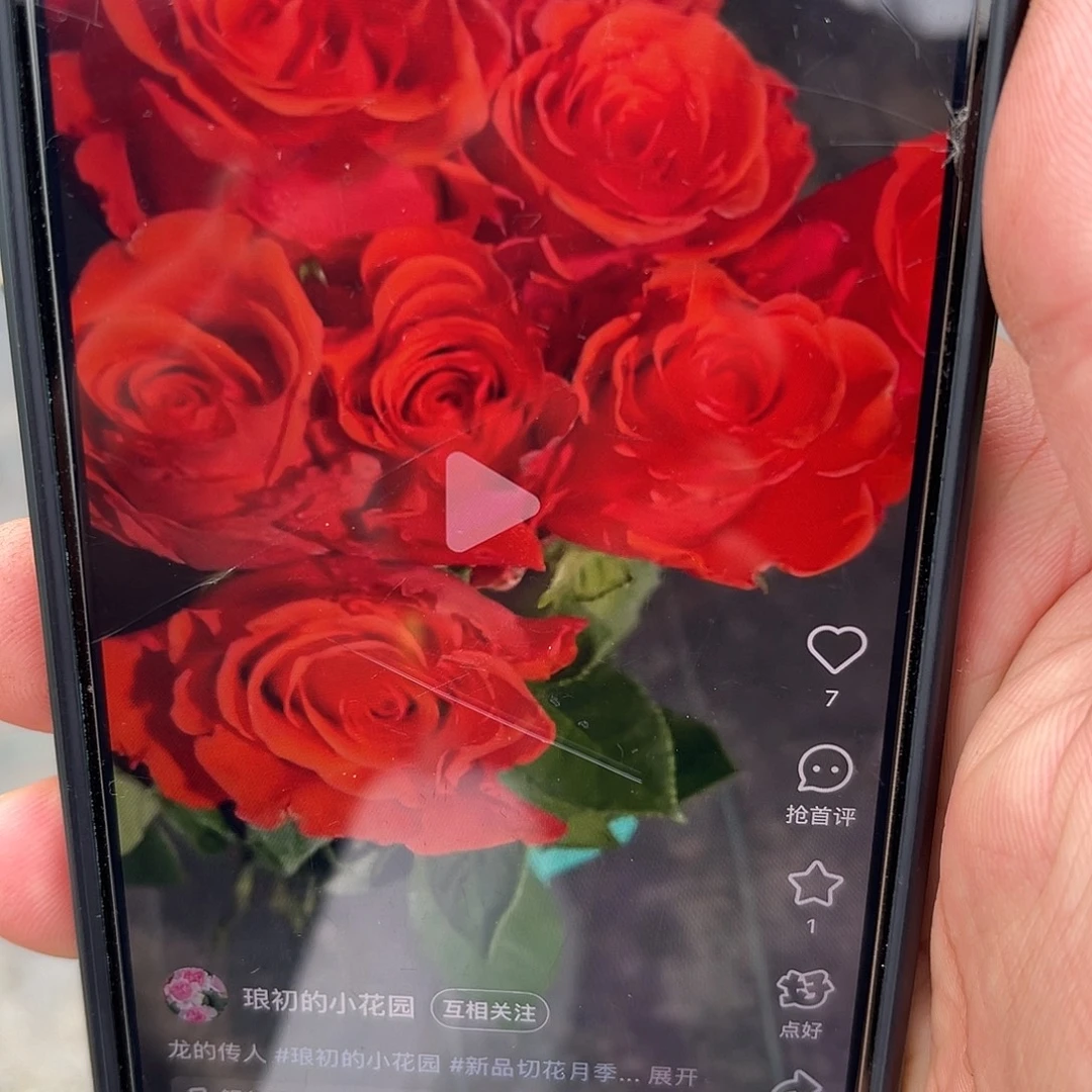 无花朵———龙的传人 福利款大