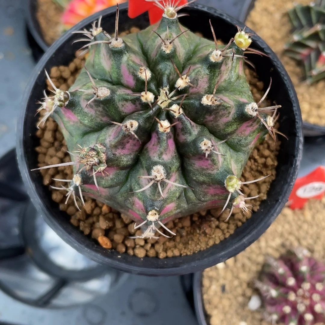 1-76海神实生5.6厘米