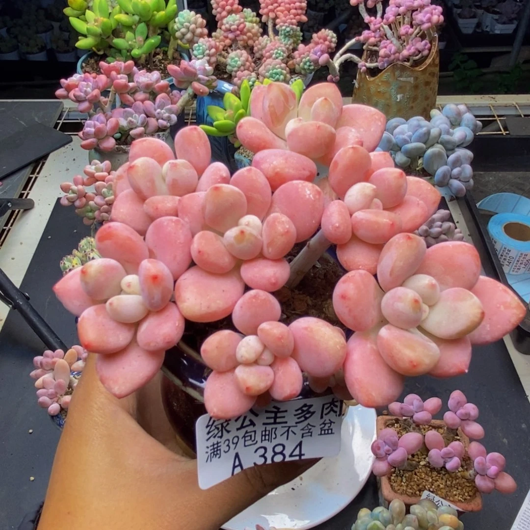 384樱花洛神多肉8c m
