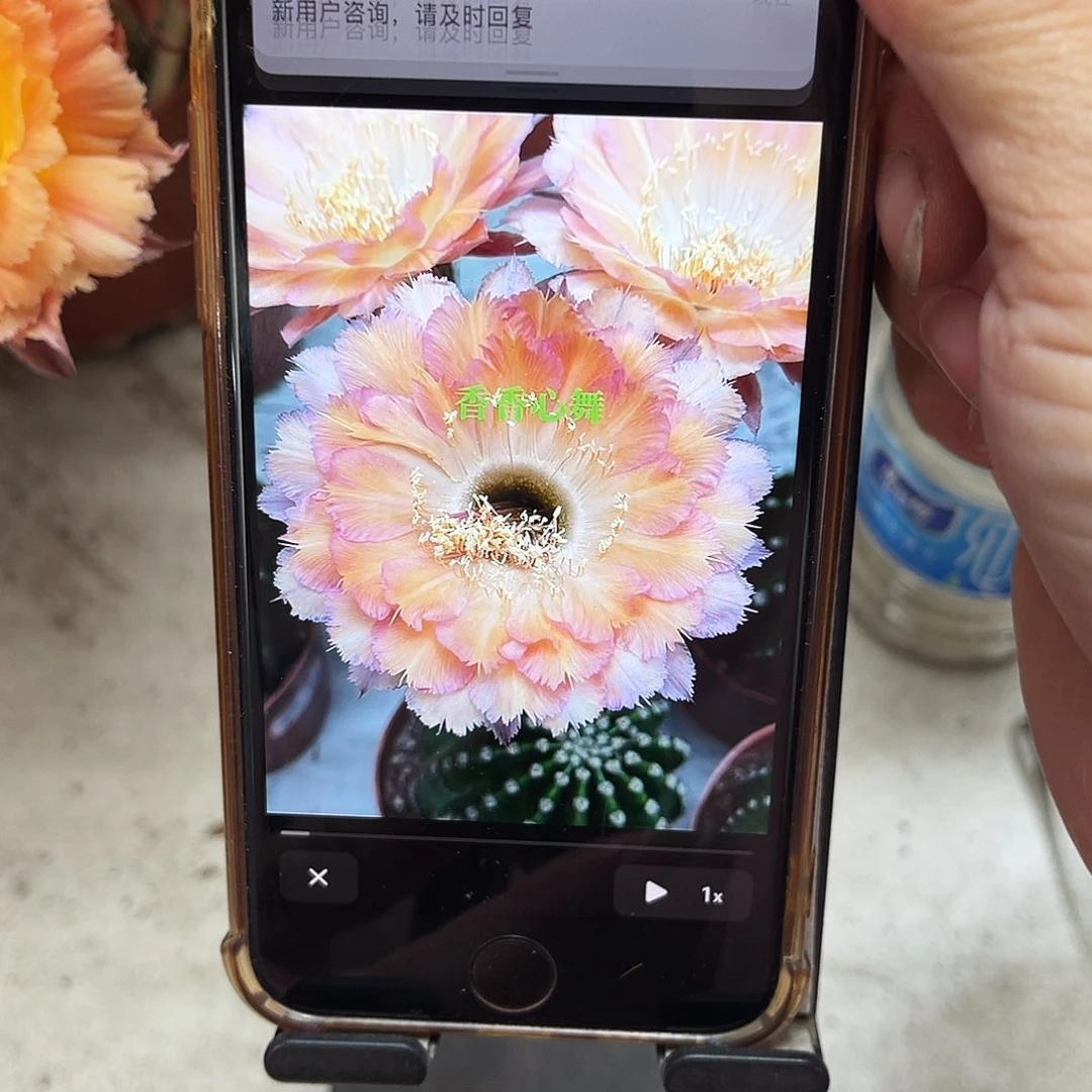 彩草心舞侧芽2.5公分左右