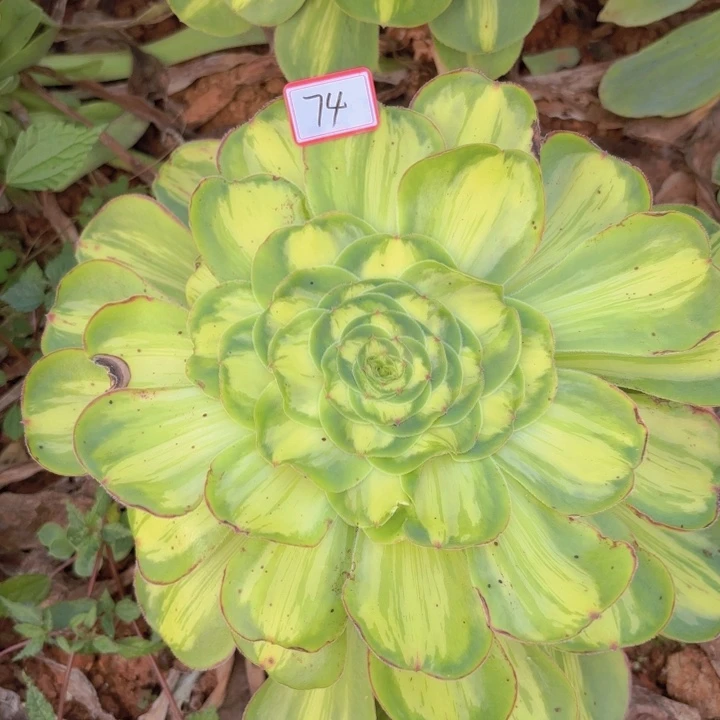 全部花朵074暴军无根法师