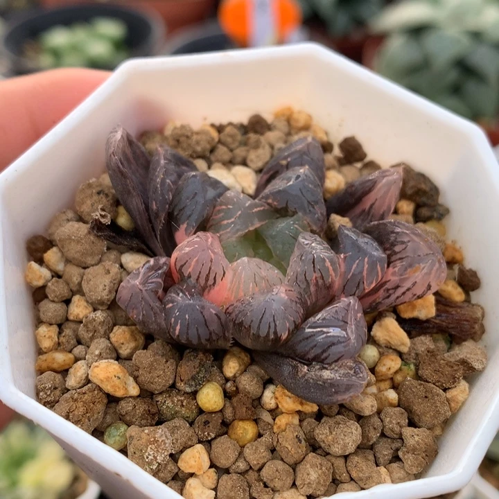 紫罗兰玉露锦，带盆发货