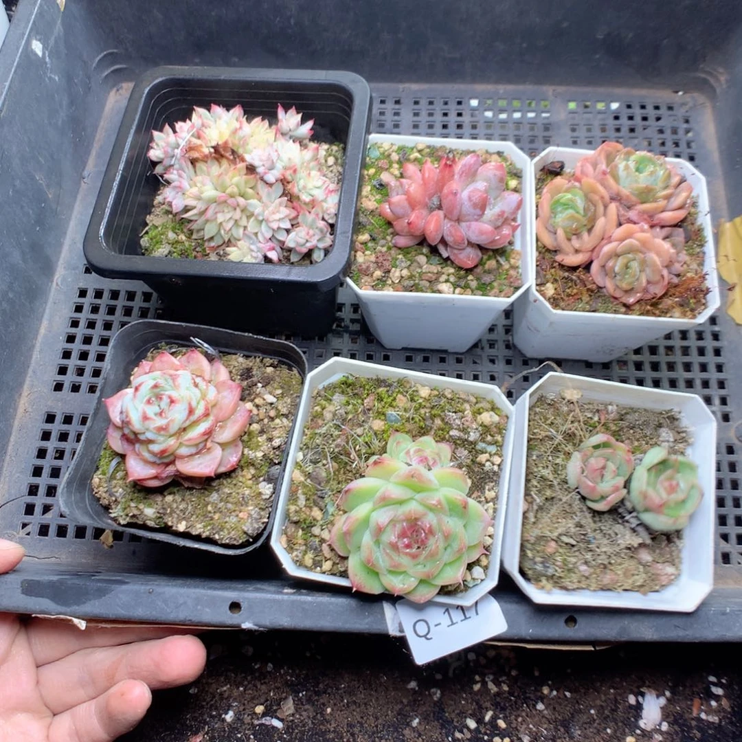 无花朵Q117yyyyyyyy