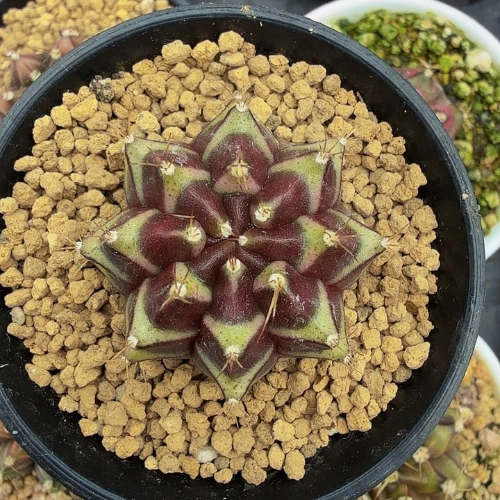 当前无花朵，栽培后可花朵