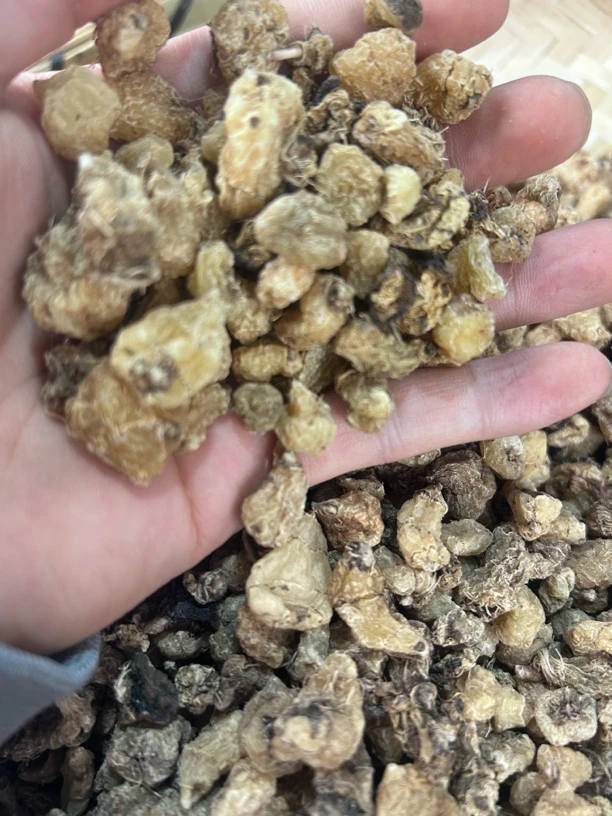 【乔童】   山茨菇