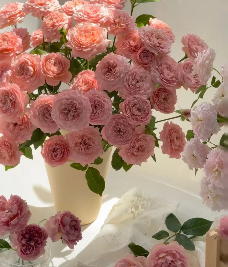 【花喜甄选】Juliet Rose 朱丽叶塔多头玫瑰云南基地现摘顺丰包邮
