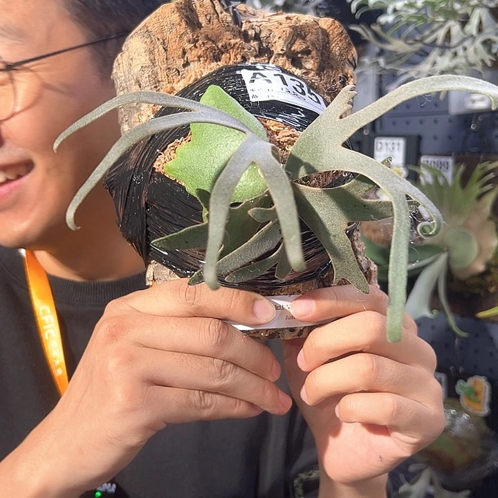 我***珀无花朵珍妮组培苗鹿角蕨