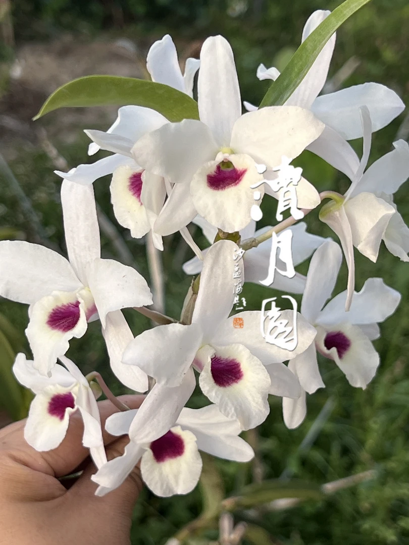 变异孤品夜明珠石斛白花紫红心丰花樱石斛