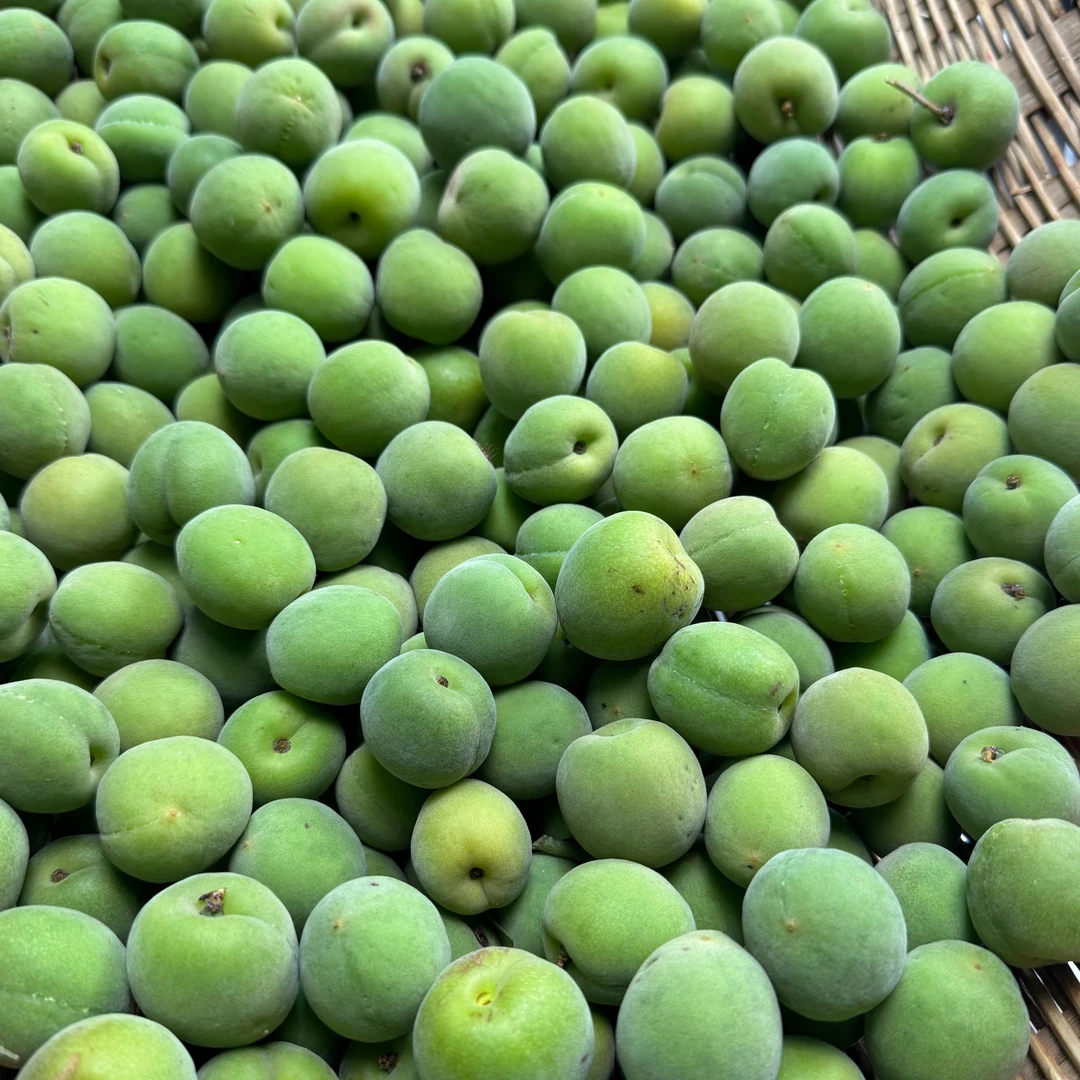 青梅 云南高山盐梅新鲜采摘新鲜正宗当季新鲜现摘酸脆孕妇水果