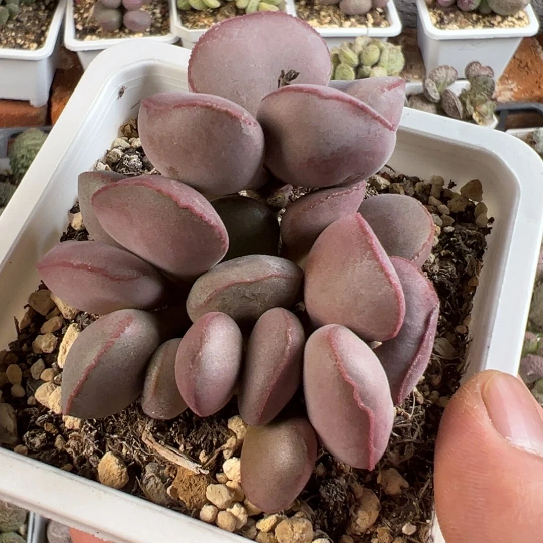 白肌红蛋10方桩子多肉植物水泡