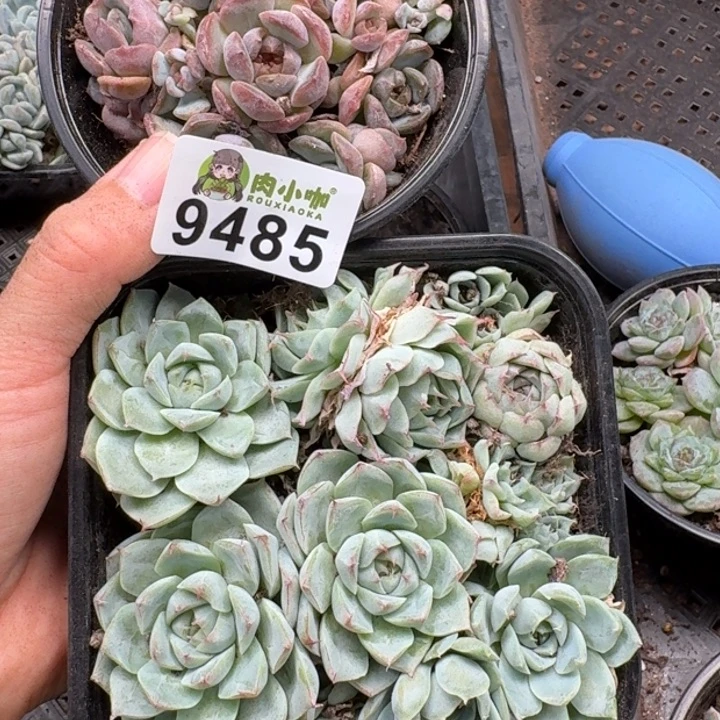 多肉植物多肉植物