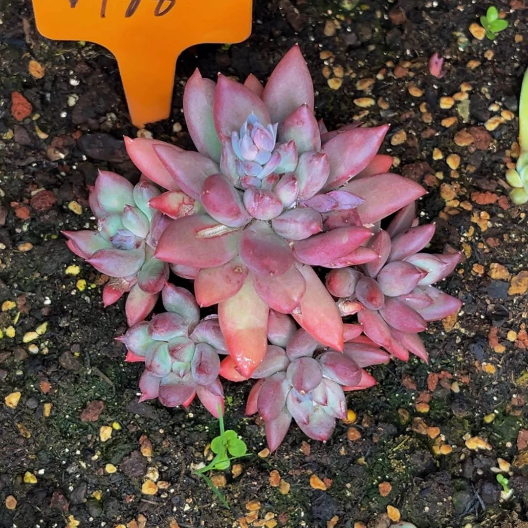 1788号晚上多肉植物群生