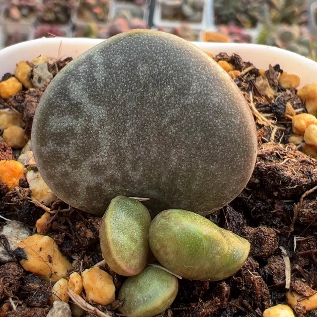 满斑花蛋大苗斑点款多肉植物