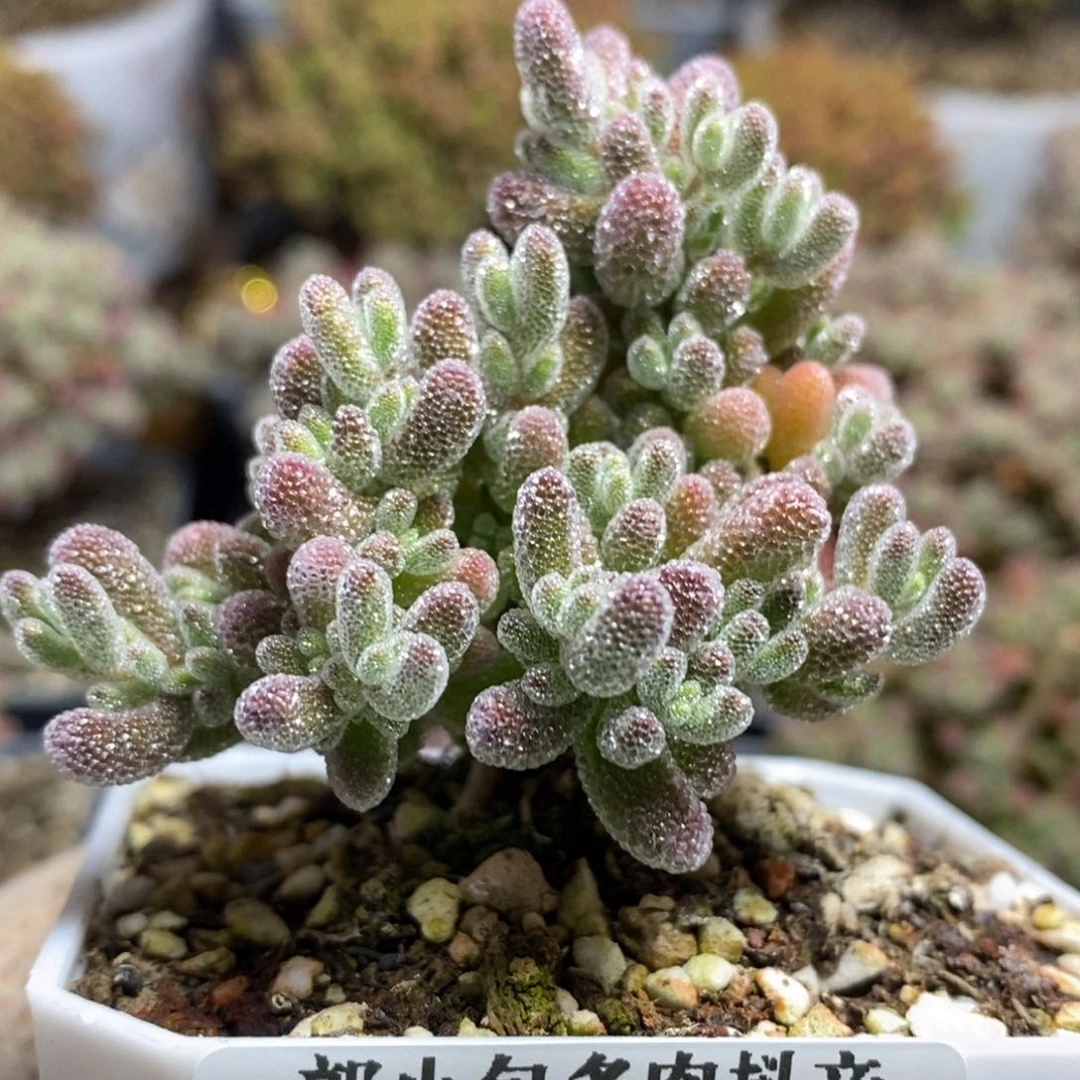 阿*冰钻7310枝干番杏