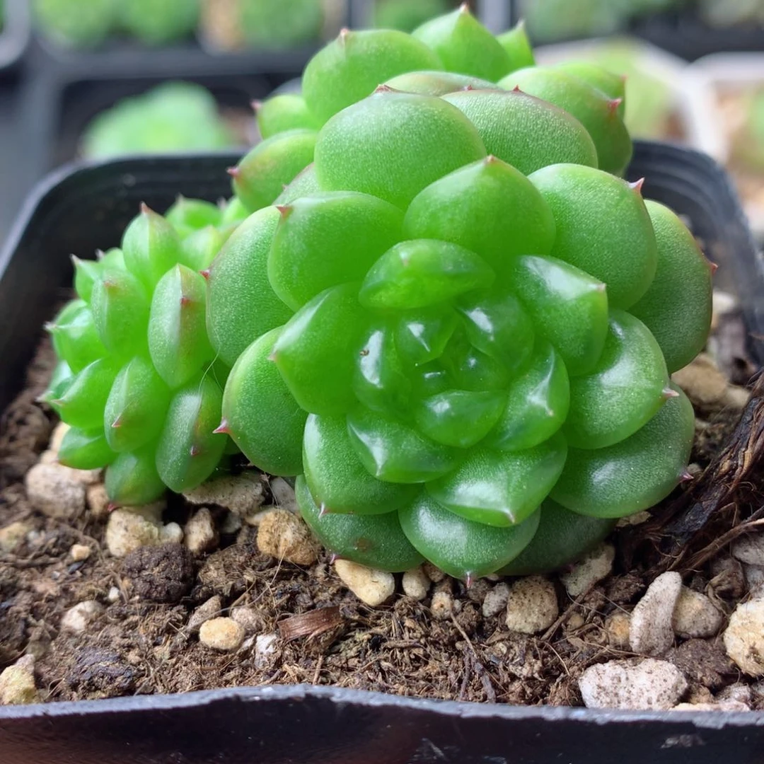 58包邮  群生不包整 2
