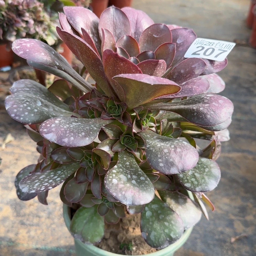 魅金玫瑰多肉207满28包邮断枝不包