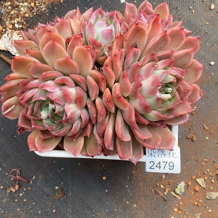 春****@精品多肉植物2479