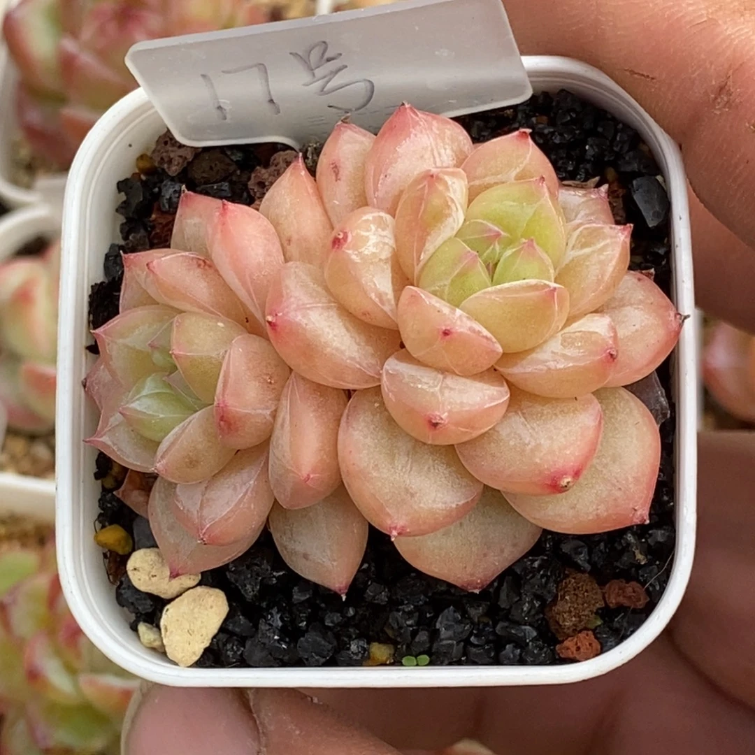 天官赐福百无禁忌