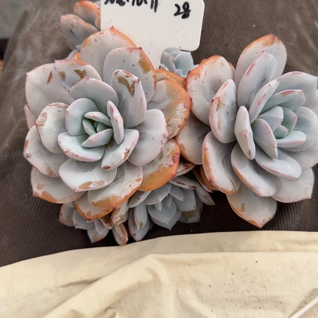 一物一拍精控奶茶群28