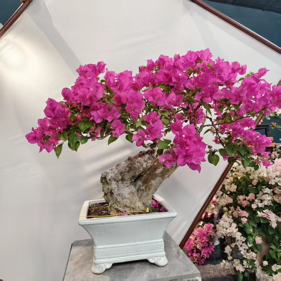 暗斑宫粉三角梅 年功老桩 勤花品种 一物一拍【艺景园花姐】