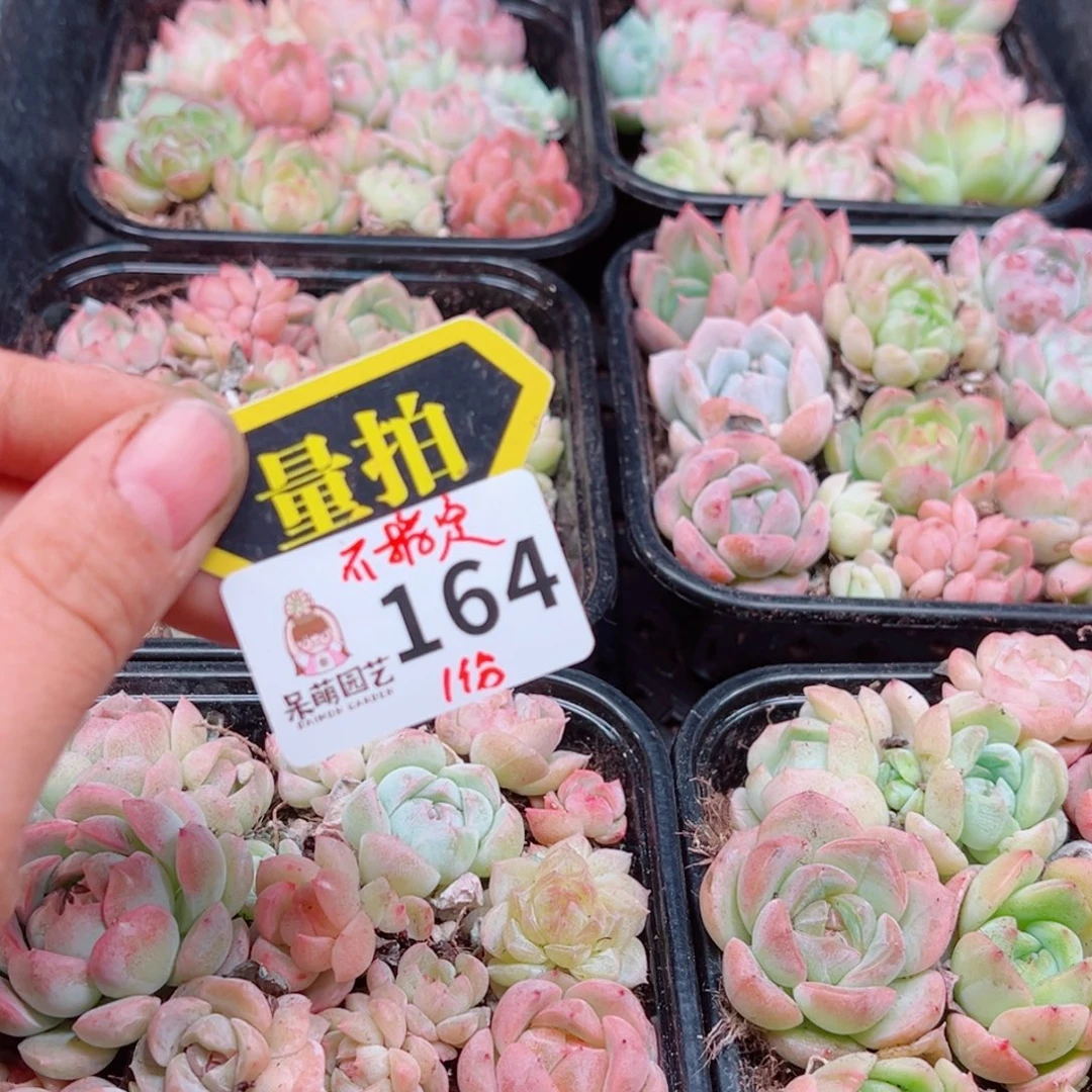多肉植物多肉植物
