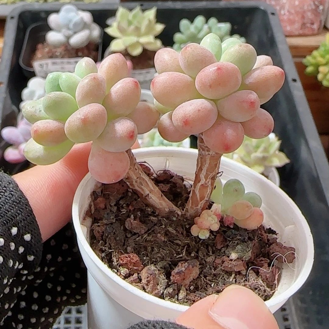 多肉0909-106鱼子酱小老桩