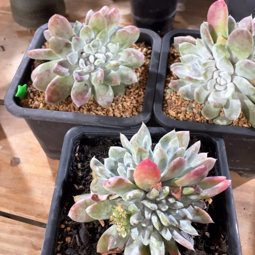 牡丹苹果叶群生福利