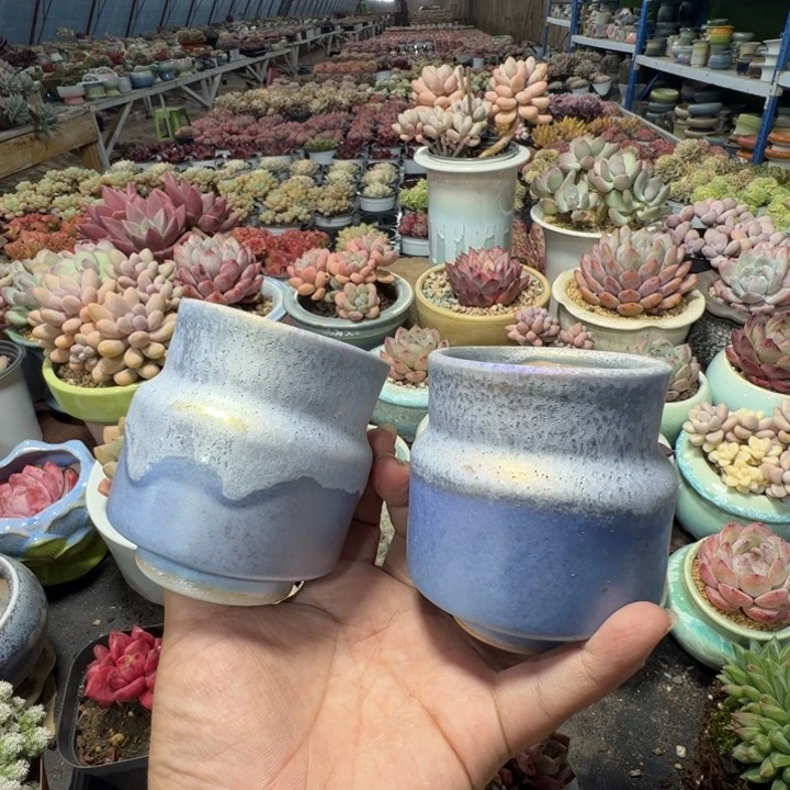 特价花盆满50发货内口6
