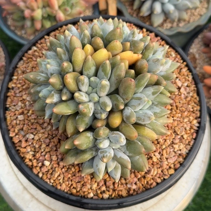 清***心多肉植物哥特萝莉